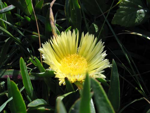 yellow beach flower