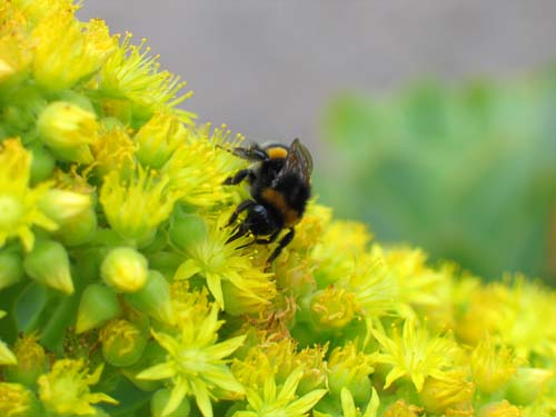 Bee on yellow sedum