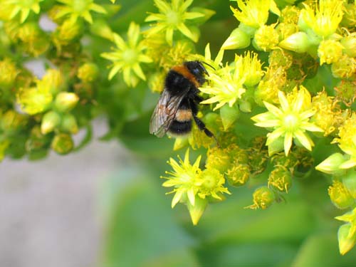 Bee on yellow sedum