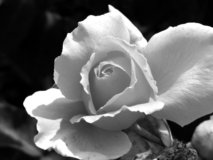 Rose   Black and white
