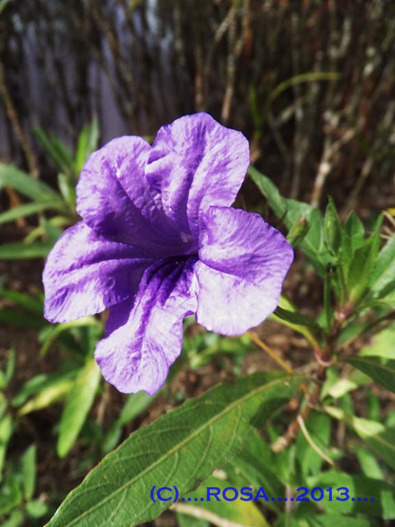 Pretty blue flower in Dominican Republic