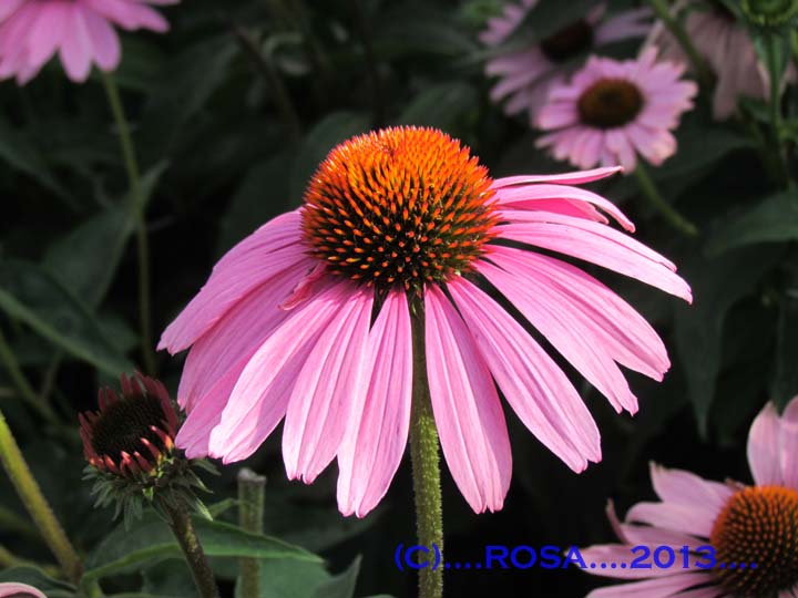 Purple Daisy type flower