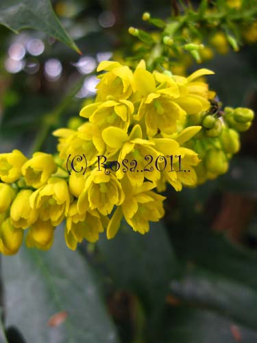 Yellow Mahonia flowers 5199