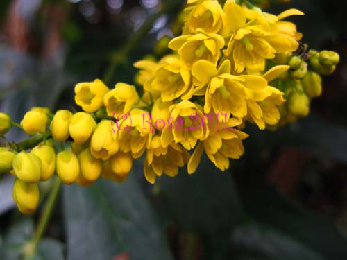 Yellow Mahonia flowers 5200