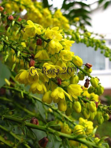Yellow Mahonia flowers 5201