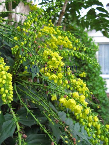 Yellow Mahonia flowers 5207