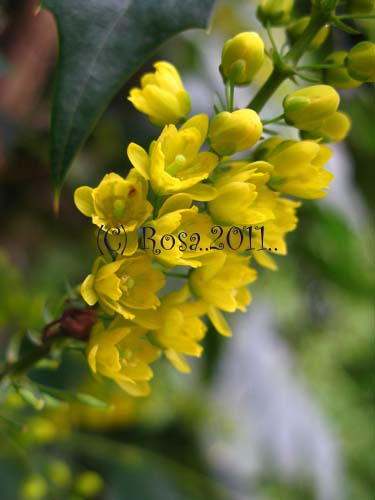 Yellow Mahonia flowers 5213