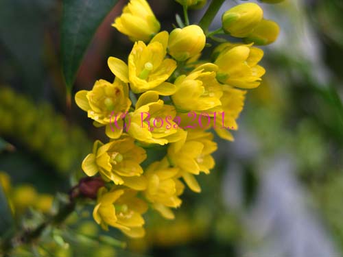 Yellow Mahonia flowers 5214