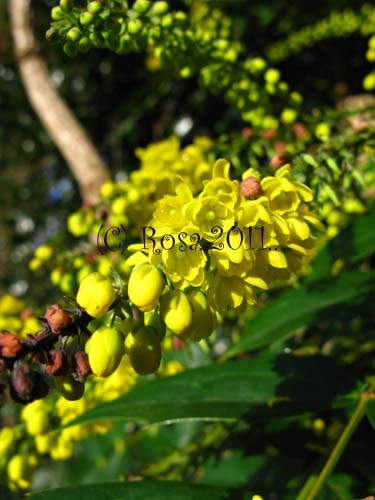 Yellow Mahonia flowers 5216
