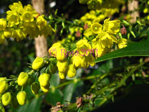 Yellow Mahonia flowers 5217
