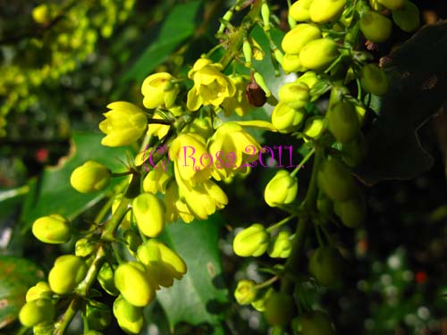 Yellow Mahonia flowers 5218