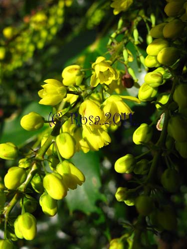 Yellow Mahonia flowers 5219
