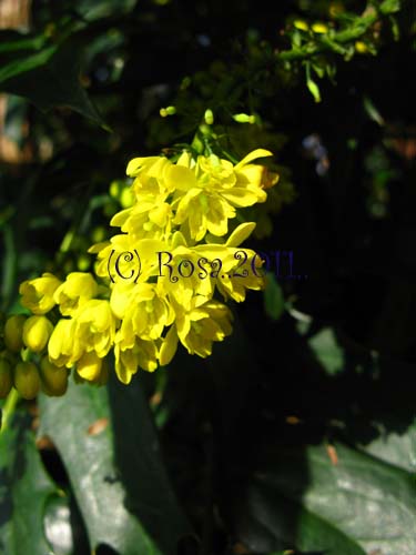 Yellow Mahonia flowers 5220