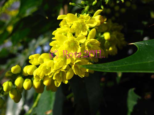 Yellow Mahonia flowers 5221