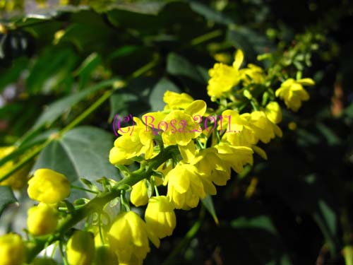 Yellow Mahonia flowers 5222