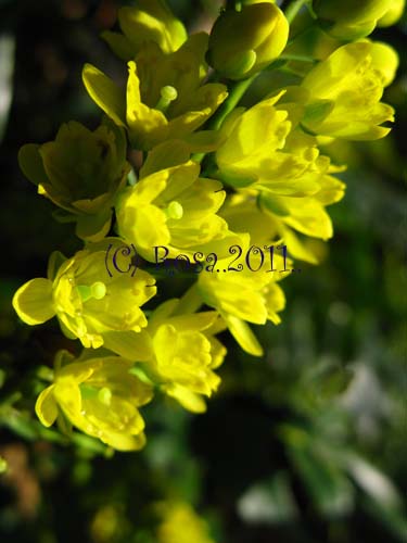 Yellow Mahonia flowers 5223