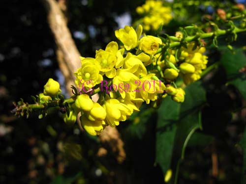 Yellow Mahonia flowers 5226