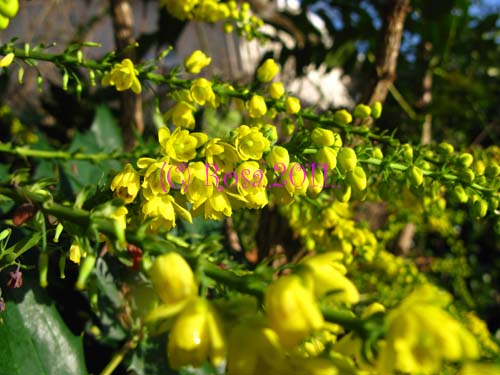 Yellow Mahonia flowers 5227