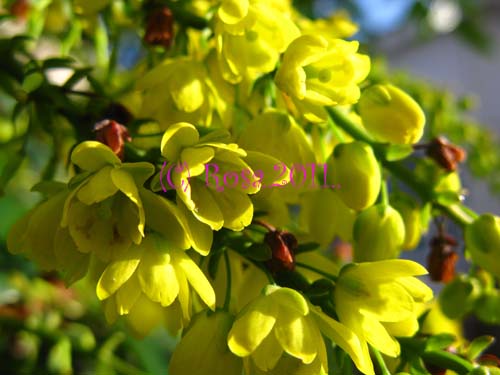 Yellow Mahonia flowers 5228