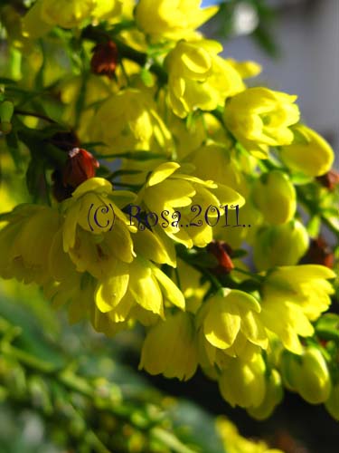 Yellow Mahonia flowers 5229