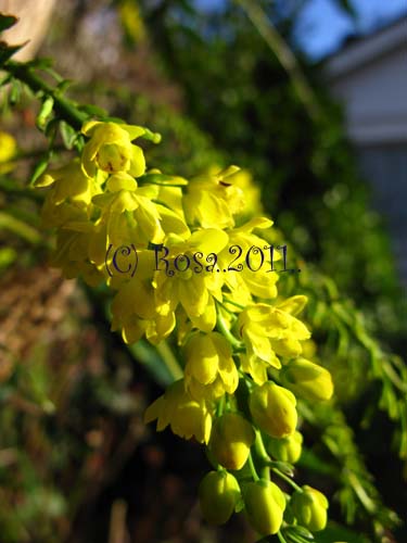 Yellow Mahonia flowers 5231