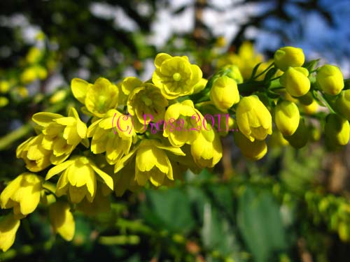 Yellow Mahonia flowers 5232