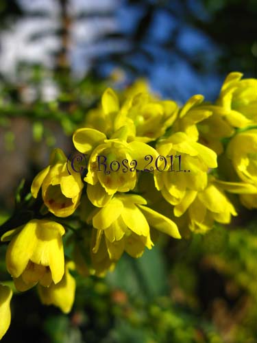 Yellow Mahonia flowers 5234