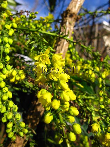 Yellow Mahonia flowers 5235