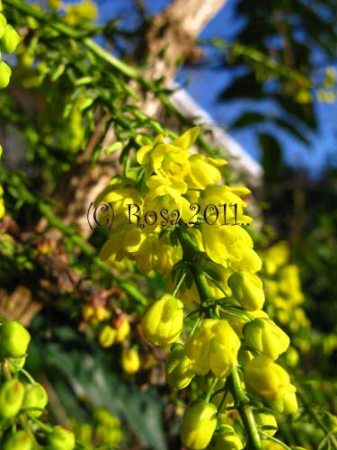 Yellow Mahonia flowers 5236