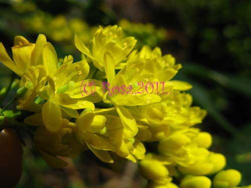 Yellow Mahonia flowers 5237