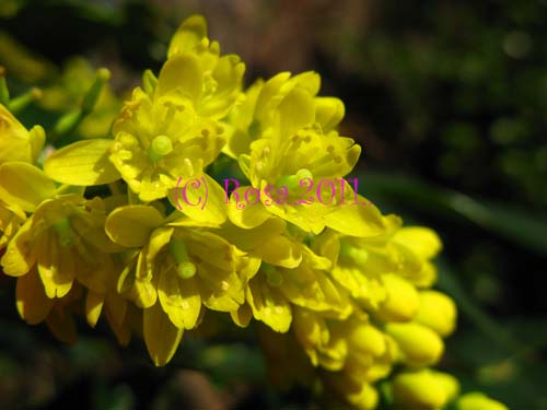 Yellow Mahonia flowers 5238