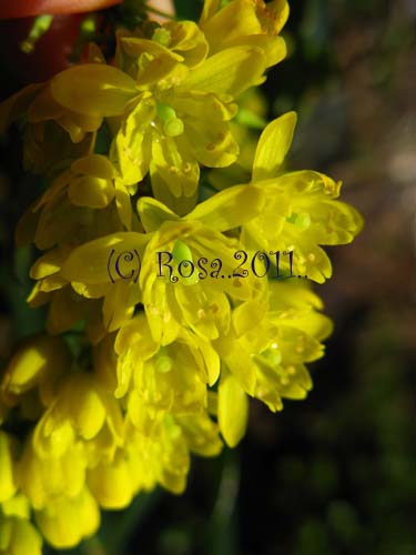 Yellow Mahonia flowers 5239
