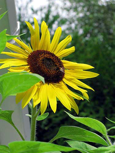 Giant yellow sunflower