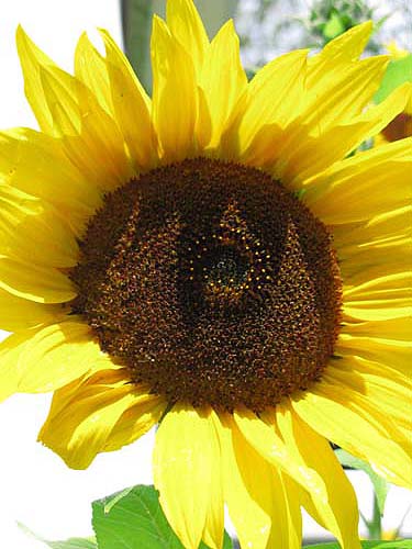 Giant yellow sunflower