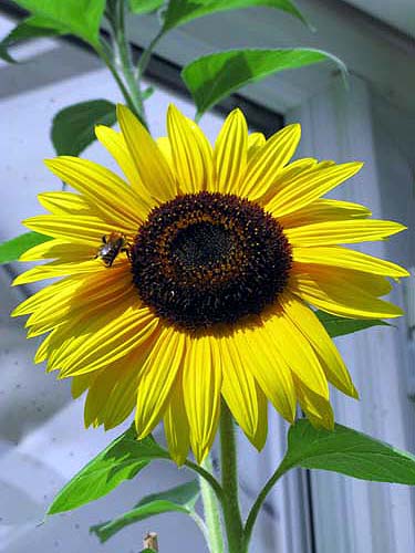 Giant sunflower with bee
