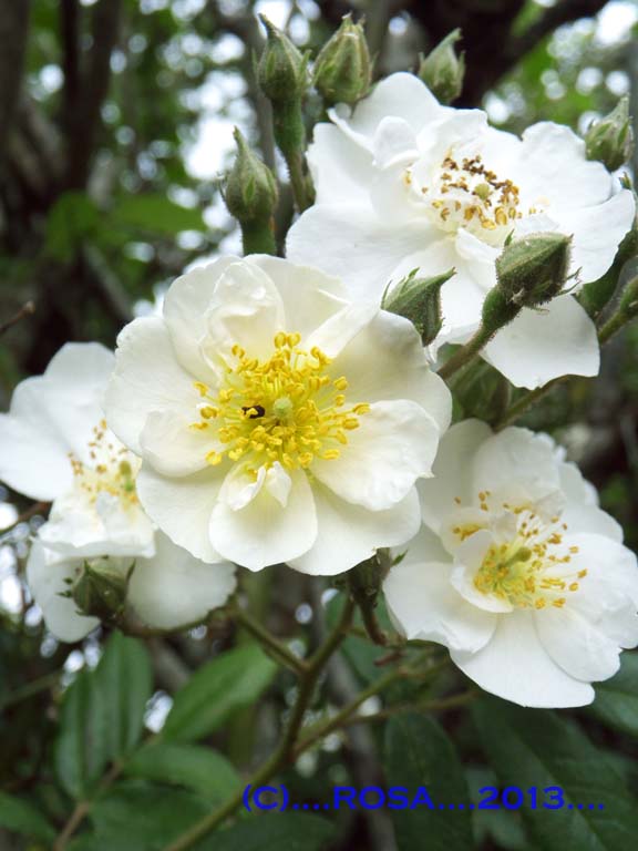 White Rambler Rose